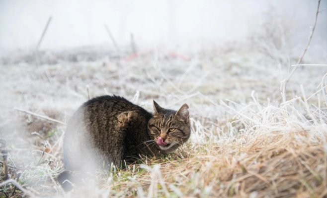 Утро будет морозным, предупреждают метеорологи