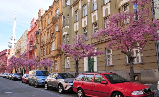 Посадите новое дерево или заплатите. Министерство планирует изменить правила вырубки деревьев в городах