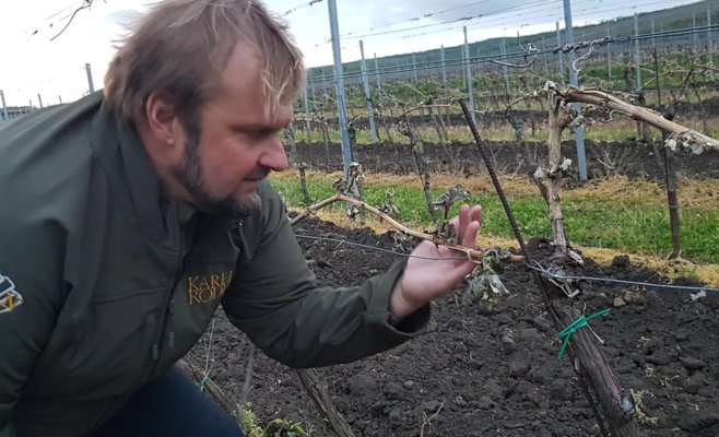 Виноделы подсчитывают первые убытки от заморозков. И они обеспокоены предстоящими днями.