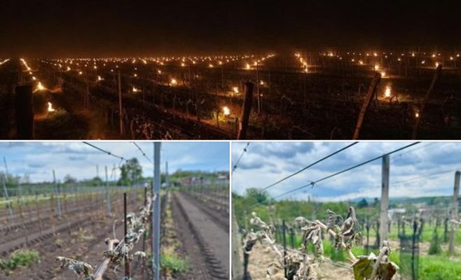 40 процентов виноградников в Чехии замерзли