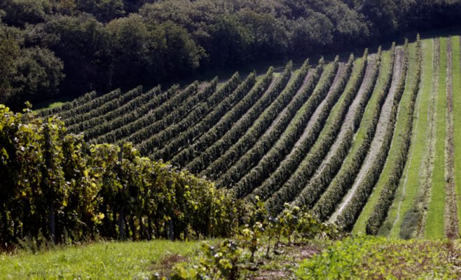 40 процентов виноградников в Чехии замерзли