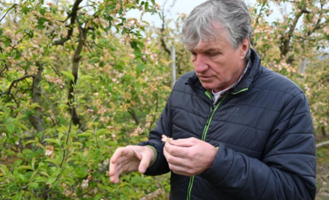 Катастрофа, подобной которой чешские фруктоводы не помнят. По их словам, во многих местах не удастся собрать даже яблоко.