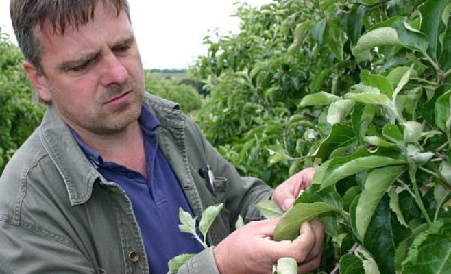 Виноделы подсчитывают ущерб от заморозков