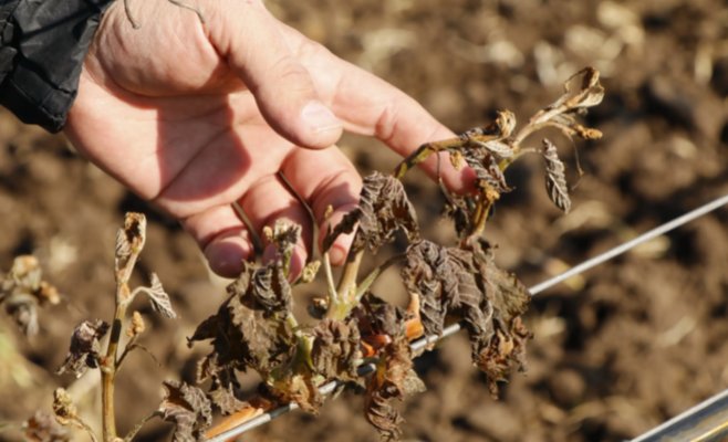 Как сообщается, виноделы не будут требовать от государства компенсации за ущерб, нанесенный морозами. Это природа