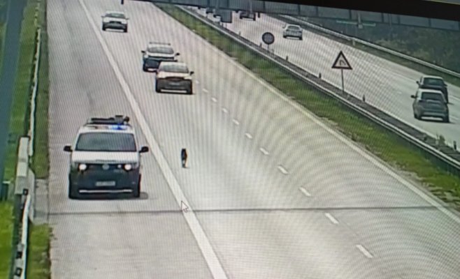 Полиция преследует свободно бегущего хаски на D1