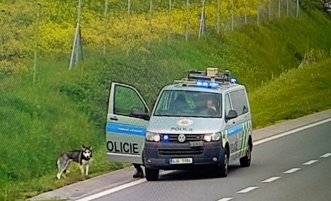 Полиция преследует свободно бегущего хаски на D1