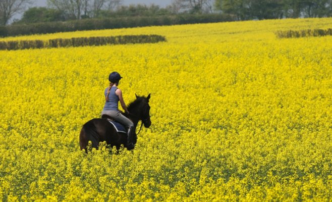 Конец недели будет теплым и без особых осадков