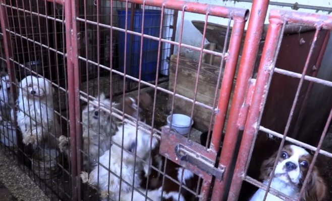 Две пенсионерки заработали не менее миллиона на разведении собак