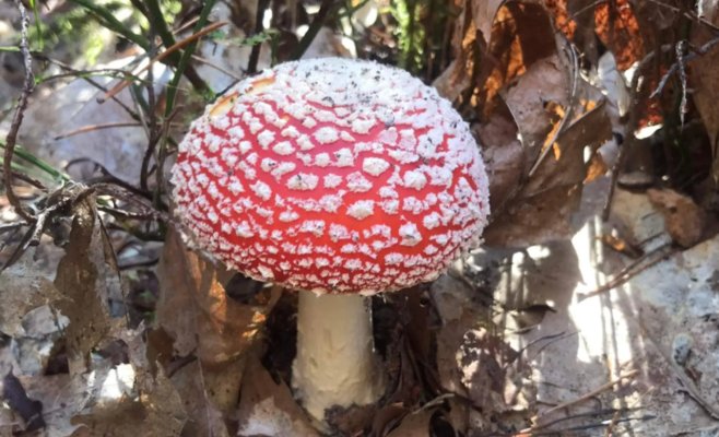 Девочка пролежала в туалете целый час. Школьница из Градца съела мармелад с токсичным веществом и упала в обморок