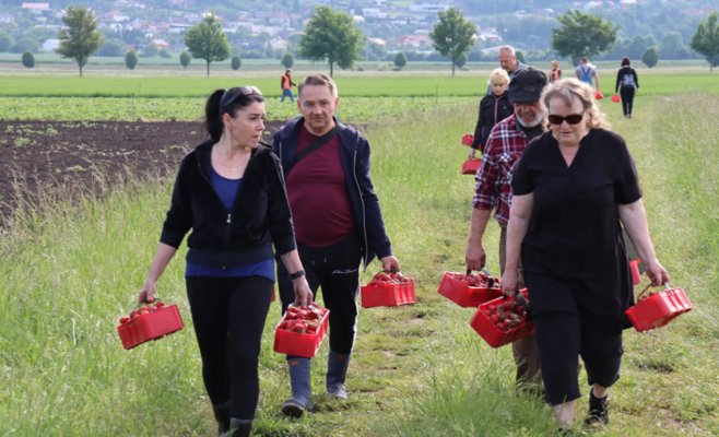 Самостоятельный сбор клубники - это заманчиво, люди не возражают против более высокой цены