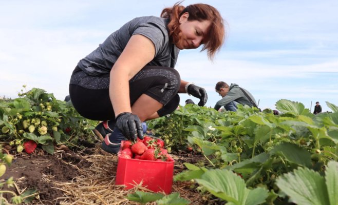 Самостоятельный сбор клубники - это заманчиво, люди не возражают против более высокой цены