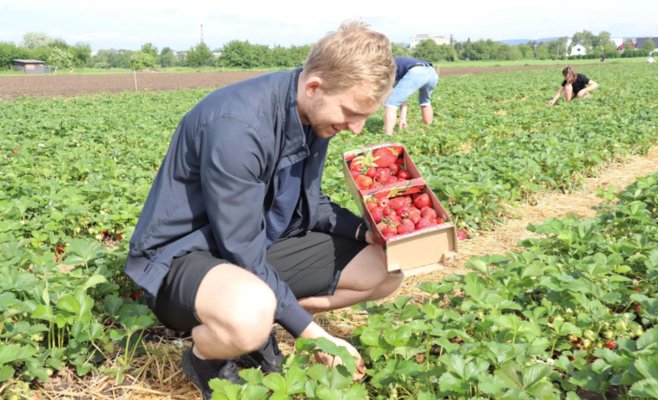 Самостоятельный сбор клубники - это заманчиво, люди не возражают против более высокой цены