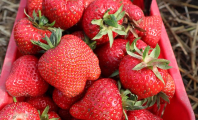 Самостоятельный сбор клубники - это заманчиво, люди не возражают против более высокой цены