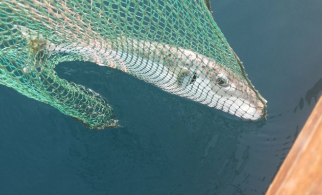 Самая опасная рыба в мире у берегов Хорватии: она появляется все чаще