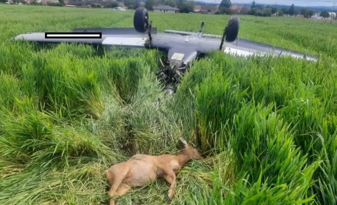 Аварийная посадка самолета в Писецком: пострадали косуля и самолет