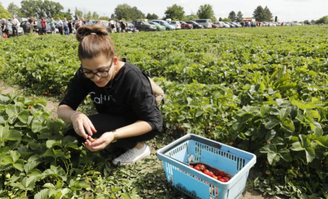 За сбор клубники в этом году придется заплатить больше