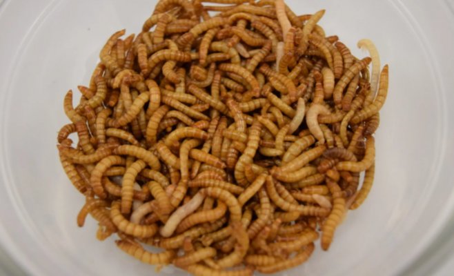 Учёные тестируют добавление порошка из насекомых в еду: колбасы с содержанием сверчков хвалят