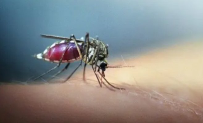 Опасная лихорадка денге: всё больше чехов возвращаются из поездок с опасной инфекцией