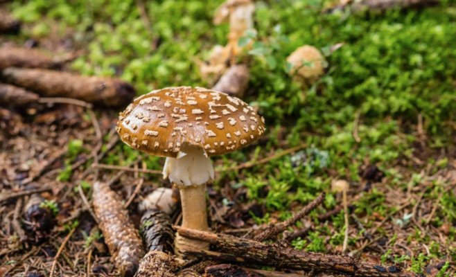 Два человека отравились мухомором пантерным на юге Чехии