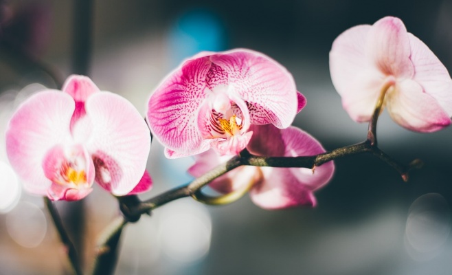 Сбор винограда на Пражском Граде