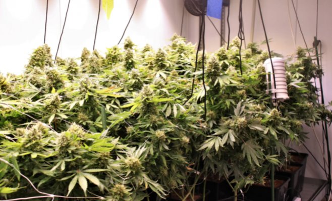 В Германии начинают работу клубы по выращиванию конопли