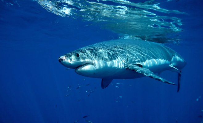 Нападение акулы в Техасе: женщине откусило часть икры