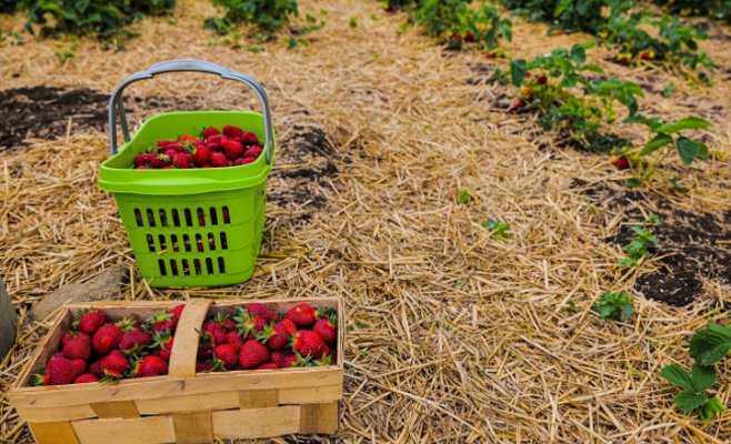 Как одна ферма обеспечивает клубникой всю страну: успех на 8,5 гектарах