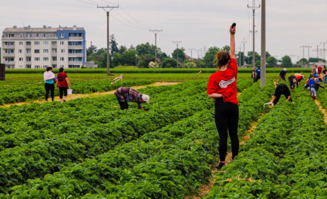 Как одна ферма обеспечивает клубникой всю страну: успех на 8,5 гектарах