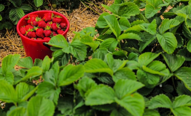 Как одна ферма обеспечивает клубникой всю страну: успех на 8,5 гектарах