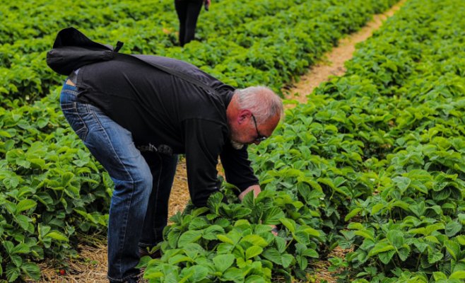 Как одна ферма обеспечивает клубникой всю страну: успех на 8,5 гектарах