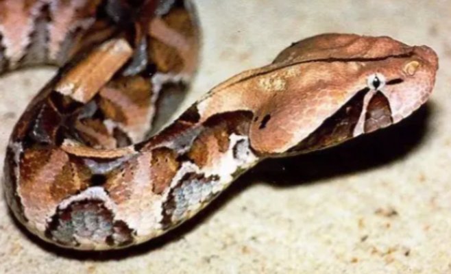 Мужчину в регионе Лоуны укусила смертельно ядовитая гадюка