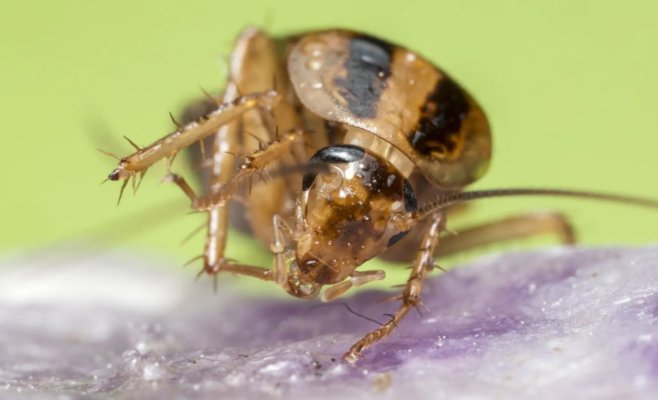 Туристический рай Майорка страдает от нашествия мутировавших тараканов