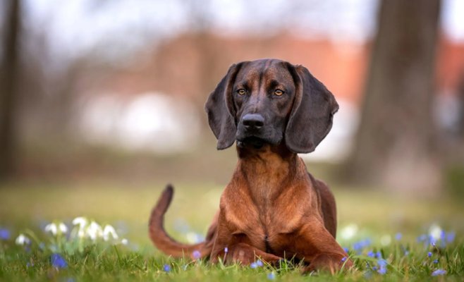 Соседский пес загрыз куриц жителя Клатов, мужчина выстрелил псу в глаз