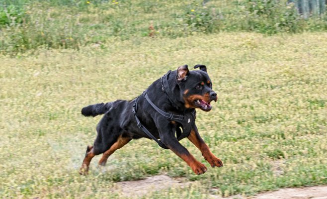 При неудачной команде апорт ротвейлер травмировал пенсионерку. Суд разбирается, кто виноват