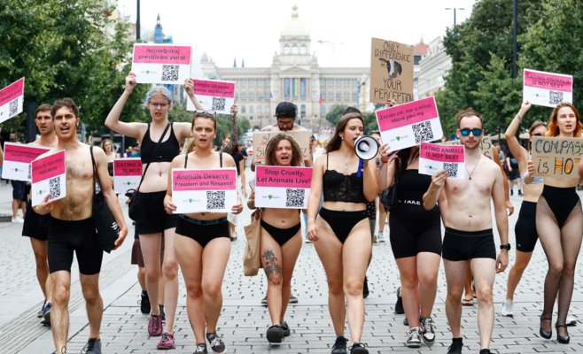 Активисты в Праге устроили протест за права животных, раздеваясь до нижнего белья