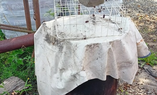 Незаконного продавца сала ждет крупный штраф