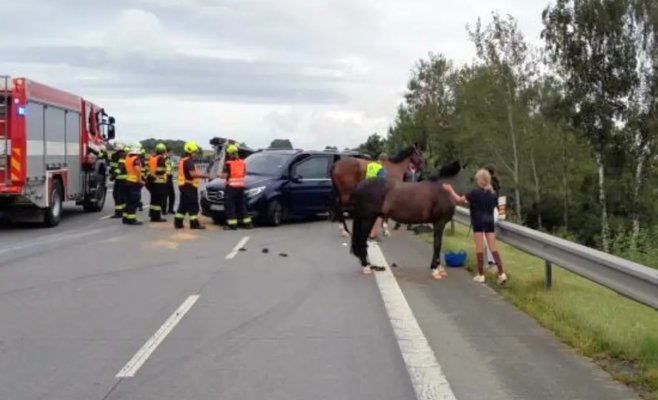 Дорожный инцидент на D1: перевернулся прицеп с лошадьми