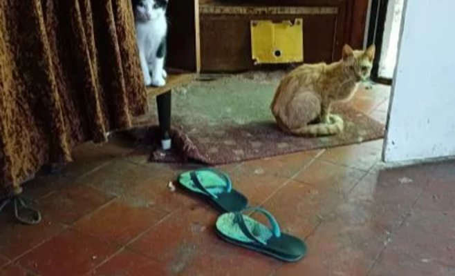 50 кошек в неподобающих условиях. Ветеринары назвали это жестоким обращением, животных передали в новые руки