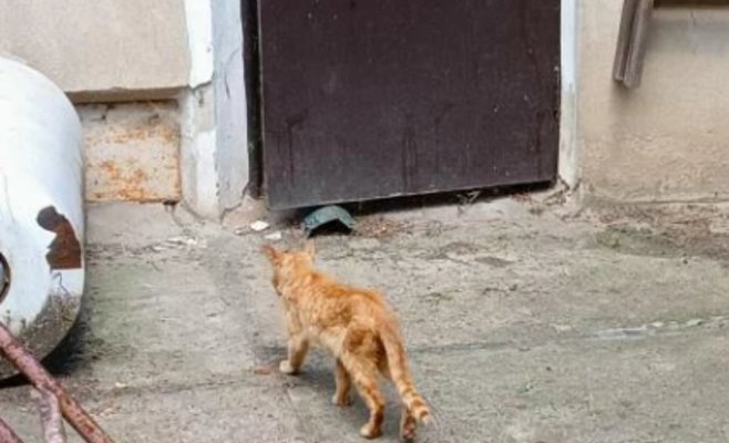 50 кошек в неподобающих условиях. Ветеринары назвали это жестоким обращением, животных передали в новые руки