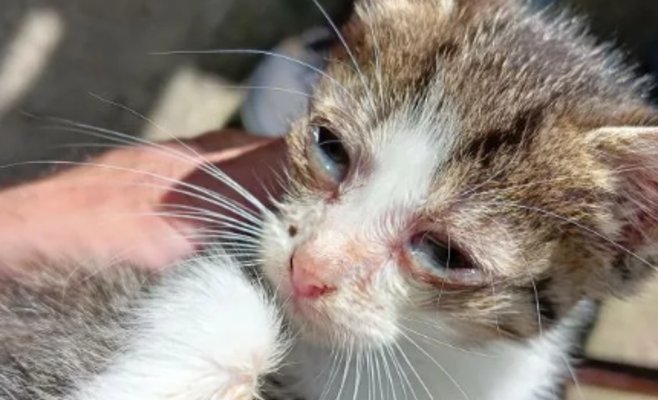 50 кошек в неподобающих условиях. Ветеринары назвали это жестоким обращением, животных передали в новые руки