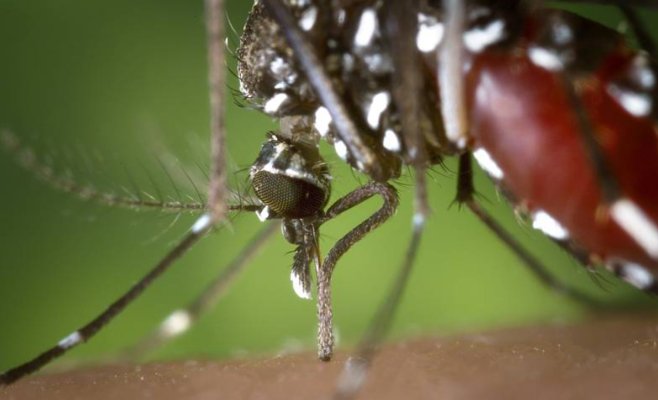 Чехи привозят с отпусков лихорадку денге и другие инфекции: врач советует не игнорировать их