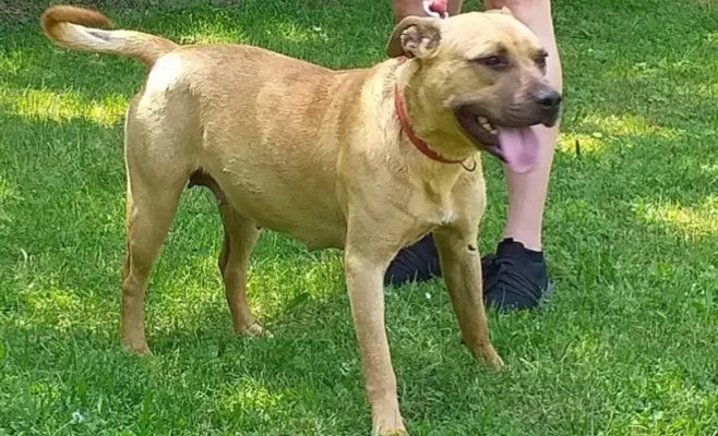 Пенсионерка испугалась лающей собаки и при падении серьезно пострадала. Владельца ждет суд