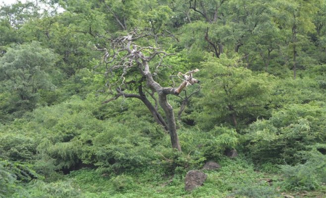 Американка выжила 40 дней в индийских джунглях, прикованная цепью к дереву. Её похитил бывший муж