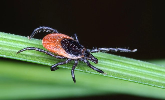 Всплеск заболеваний, переносимых клещами: число случаев резко возросло