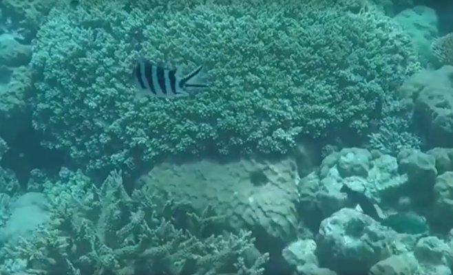 Рекордные температуры океана за 400 лет: Большой Барьерный риф под угрозой исчезновения