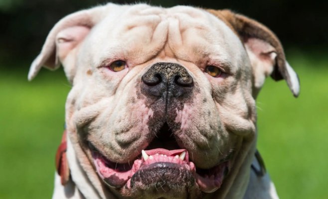 Трёхлетний мальчик из Миннесоты, покусанный бульдогами, подарил своё сердце годовалой девочке