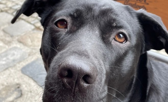 В Тршебони бывшие партнёры делили собаку как ребёнка. Совместная опека не сработала