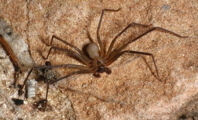 Маленький укус, никакой боли — затем смерть. В Италии зафиксированы новые жертвы ядовитого паука