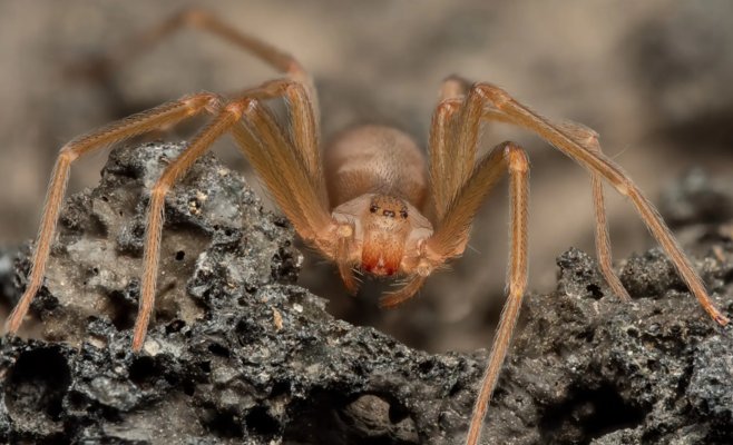 Опасные укусы: как пауки могут привести к отмиранию тканей, и почему важно знать о лечении