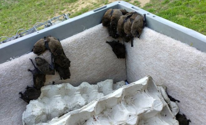 Наступает сезон «залетных гостей»: Закрывайте окна, чтобы в дом не проникли летучие мыши